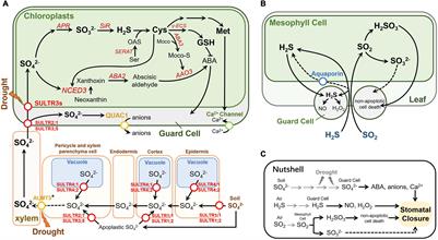 Sulfur Compounds in Regulation of Stomatal Movement